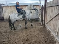Atlar (partiya, cinsi göstərilməyib), Horse breed — foto 8