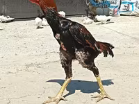 Malay Game — photo 1