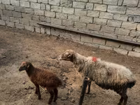 Sheep, Sheep — photo 3