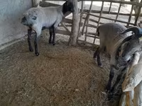 Sheep (batch, sex not specified), Merino sheep — photo 6