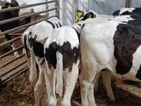Bull, Holstein breed — photo 3