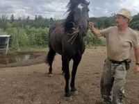 Égua, Međimurje horse — foto 2