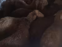 Sheep, Sheep — photo 3
