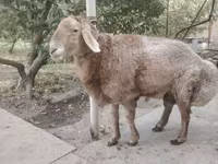 Qoyunlar (partiya, cinsi göstərilməyib), Arashan sheep — foto 3