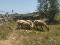 Sheep (batch, sex not specified), Sheep — photo 1