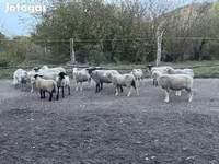 Beran, White Suffolk sheep — foto 1