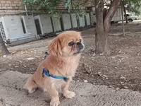 Cins: Pekinges (Pekingese) Rəng: açıq qəhvəyi/qızılı Cinsiyyəti: erkək — फ़ोटो 3