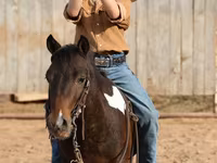 At, Pinto horses — foto 7