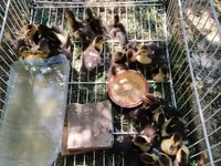 Ducks — photo 2
