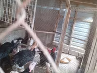Chickens — الصورة 1