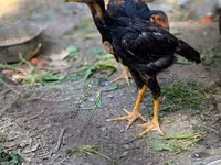 Australian Pit Game fowl — Foto 3