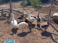 Geese — 照片 1