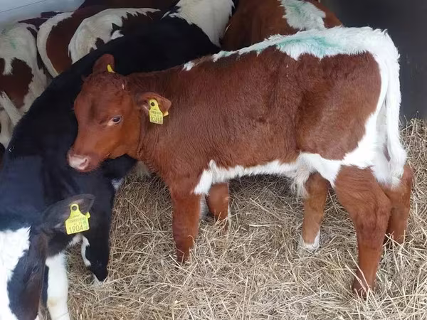 Byk, Simmental cattle