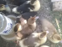 Ducks — Foto 2
