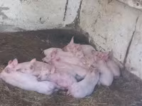 Locha, Świnie — zdjęcie 1