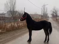 Caballo, Friesian — foto 2