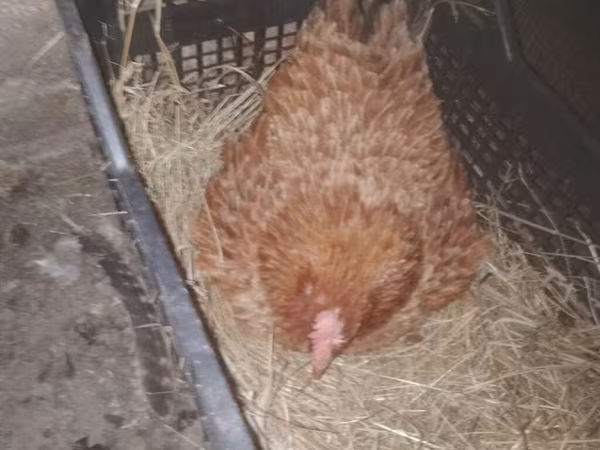 Chickens — Azerbaijan