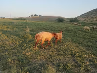 Qoç, Qoyunlar — foto 4