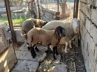 母羊, Sheep — 照片 3
