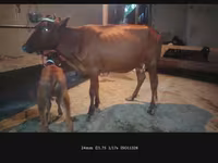 Cow, Cattle — photo 4