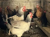 Chickens — photo 3