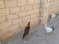 Chickens — foto 4