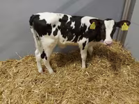 Cow, Holstein breed — photo 3