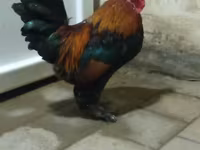 Yakido — foto 4