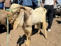 Billy Goat, Damask goat — photo 6