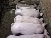 Prasnice, Prasata — foto 2