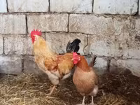 Chickens — foto 3