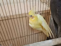 Qefessiz 60anat Nimfa (Cockatiel) cütü Məhsulun tərkibi: - 2 ədəd — 照片 2