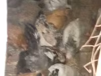 Chickens — 照片 3