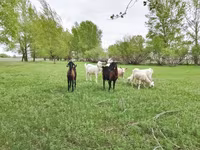 Koza, Saanen goat — foto 5