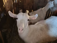 Goat, Goats — photo 3