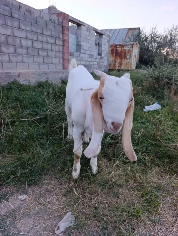 Cabro, Gulabi goats