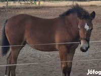 Kobyła, Haflinger — zdjęcie 6
