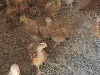 Chickens — photo 7