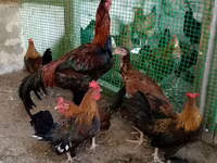 Yapon Bantam — foto 3