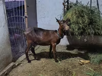 Goat, Murcia-Granada goats — photo 1