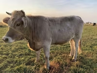 Krowa, Swiss cattle — zdjęcie 2