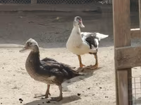 Turkeys — 照片 7