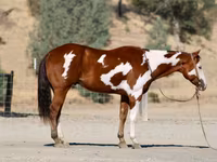 At, American paint horse — foto 8