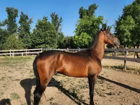 Кінь, Akhal-Teke — фото 3