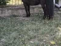 Cavalo, Australian Pony — foto 2