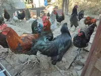 Marans — 4-rasm