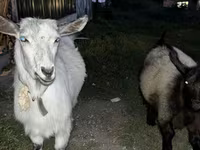 Goats (batch, sex not specified), Goats — photo 6