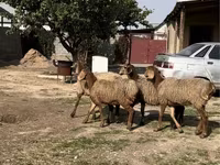 Carnero, Ovejas — foto 1
