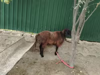 公羊, Sheep — 照片 3
