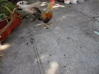 Japonský bantam — foto 3